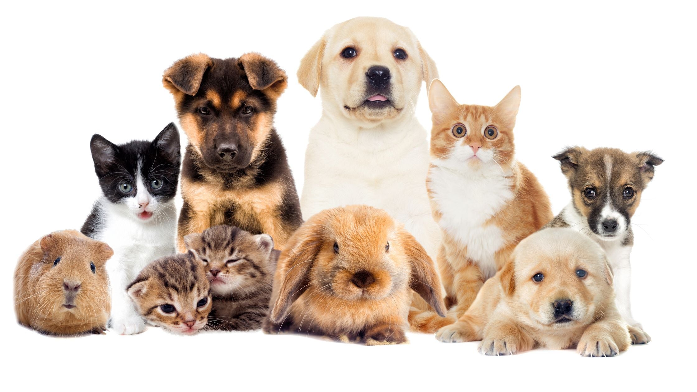 Essential Tips for Keeping your Pet Healthy and Happy