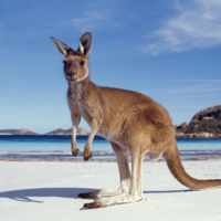 AUS & NZ