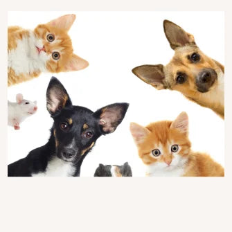 Pets