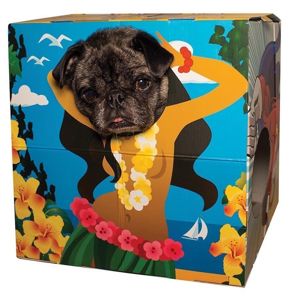 Animal Adventures Pet Photo Booth Frame for Cats and Small Dogs