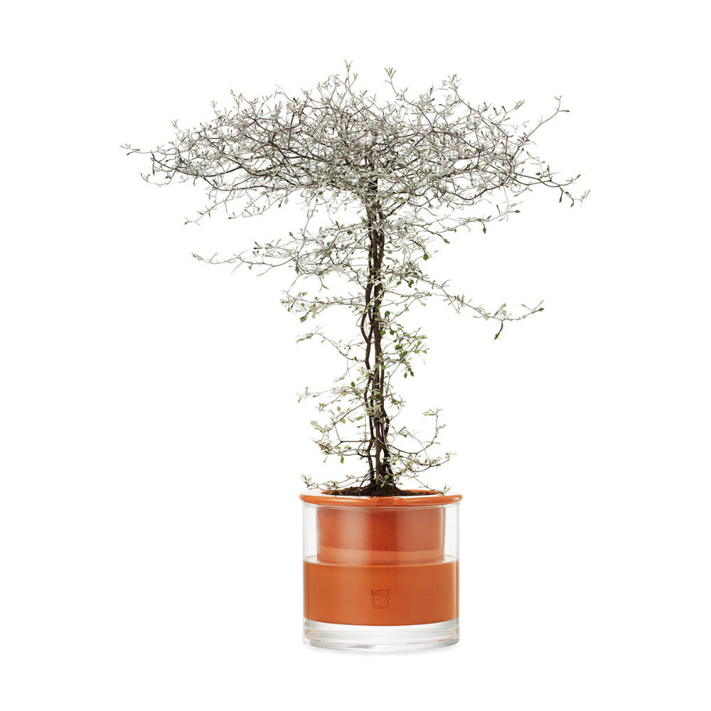 MoMA WetPot M Self Watering Pot