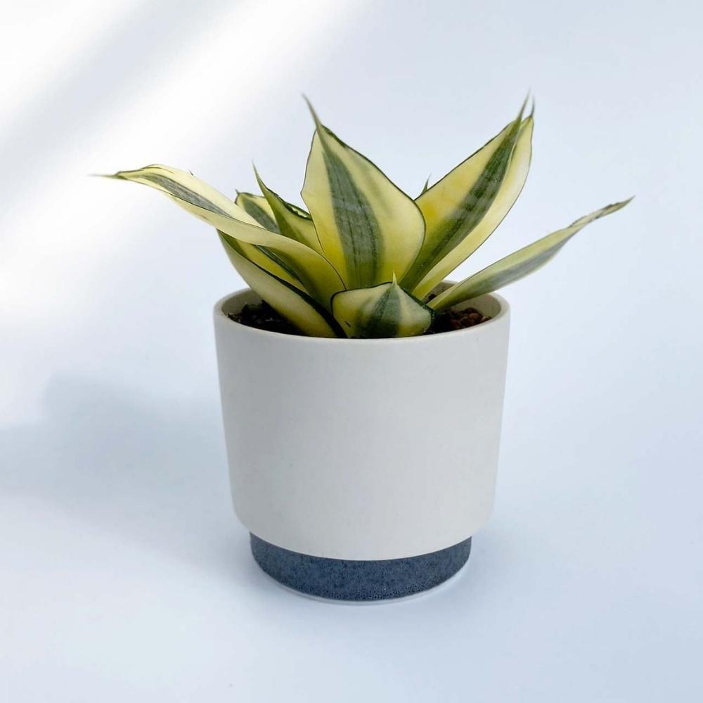 Ground by Yamatsu Planter Pot Medium 11.6cm