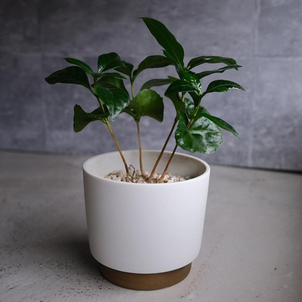 Ground by Yamatsu Planter Pot Medium 11.6cm
