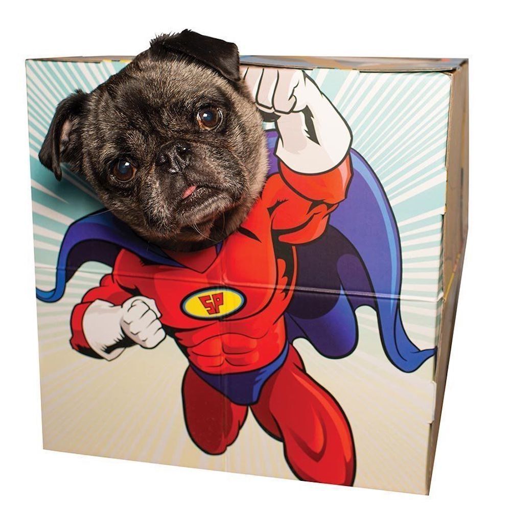 Animal Adventures Pet Photo Booth Frame for Cats and Small Dogs
