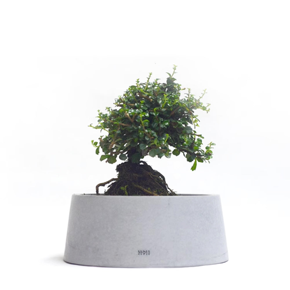 Lune Cement Plant Pot