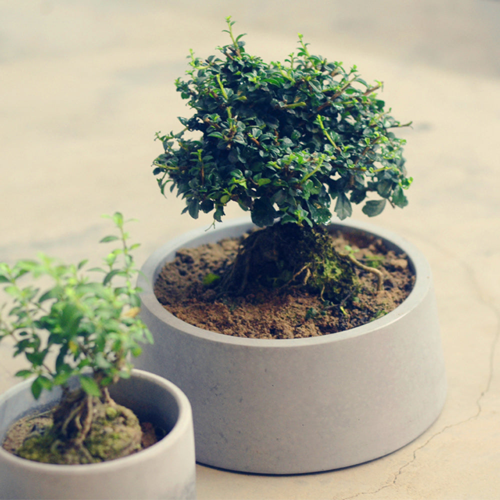 Lune Cement Plant Pot