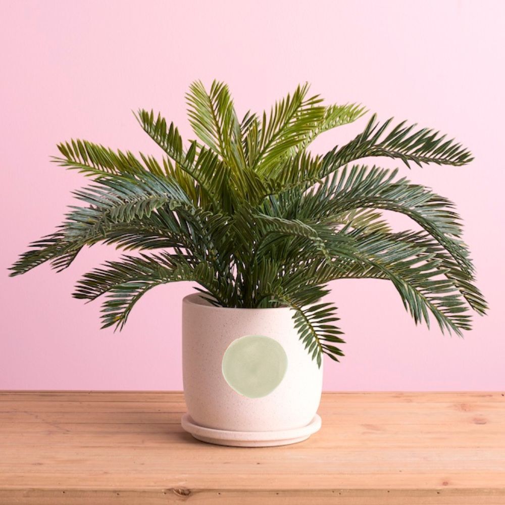 Rogue Rocio Ceramic Pot 19cm Green/White