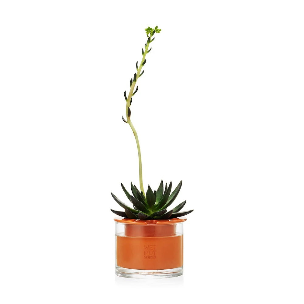 MoMA WetPot XS Self Watering Pot