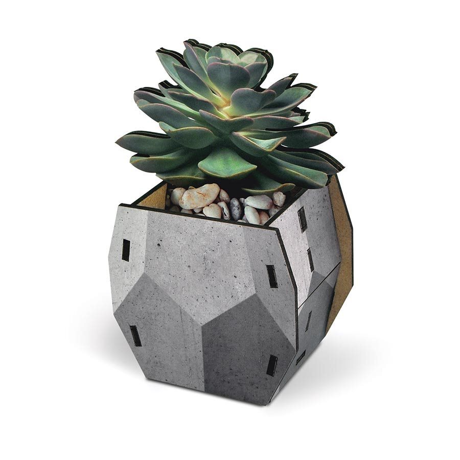 Fred Pop Desk Plants - Echeveria