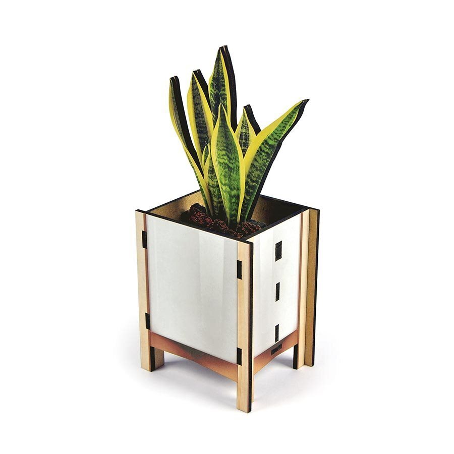Fred Pop Desk Plants - Snake Plant