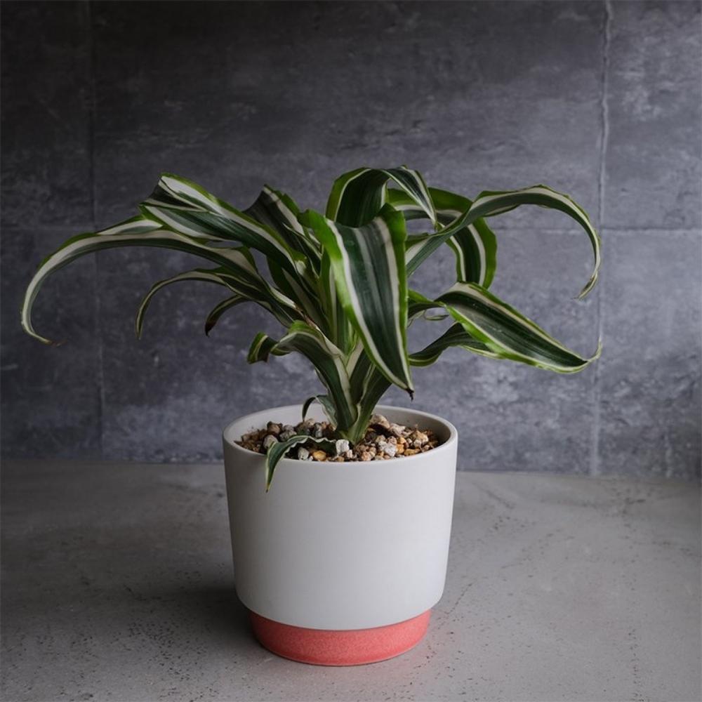 Ground by Yamatsu Planter Pot Medium 11.6cm