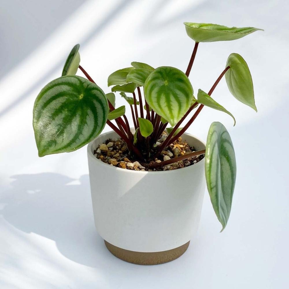 Ground by Yamatsu Planter Pot Medium 11.6cm