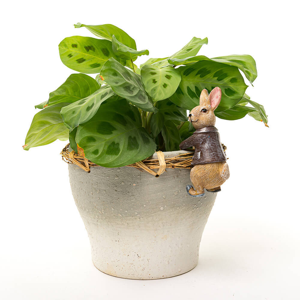 Jardinopia Pot Buddies Beatrix Potter Benjamin Bunny