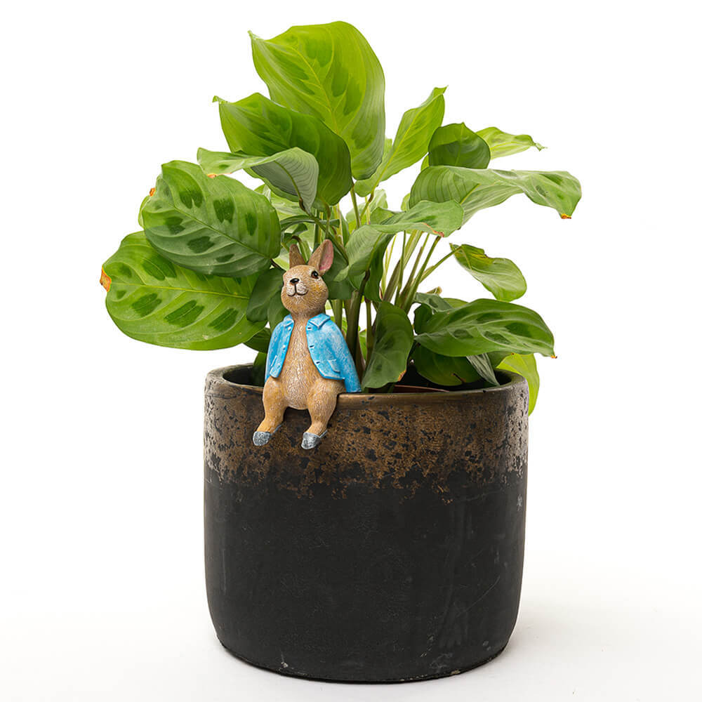 Jardinopia Pot Buddies Peter Rabbit Sitting On Pot